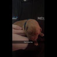 Dogue De Bordeaux