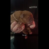 Dogue De Bordeaux