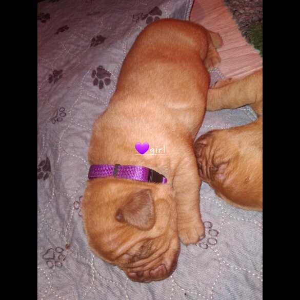 Dogue De Bordeaux