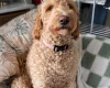 Goldendoodle
