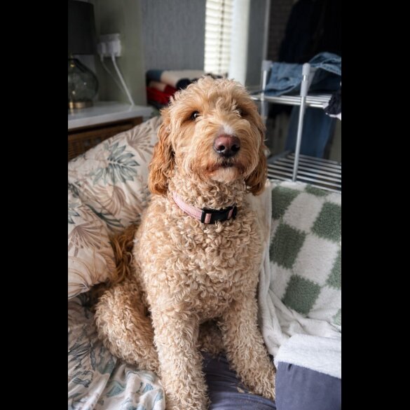 Goldendoodle
