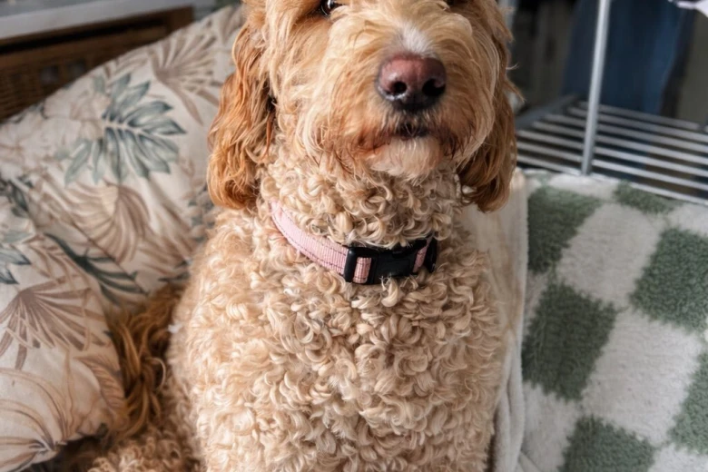 Goldendoodle