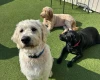 Goldendoodle