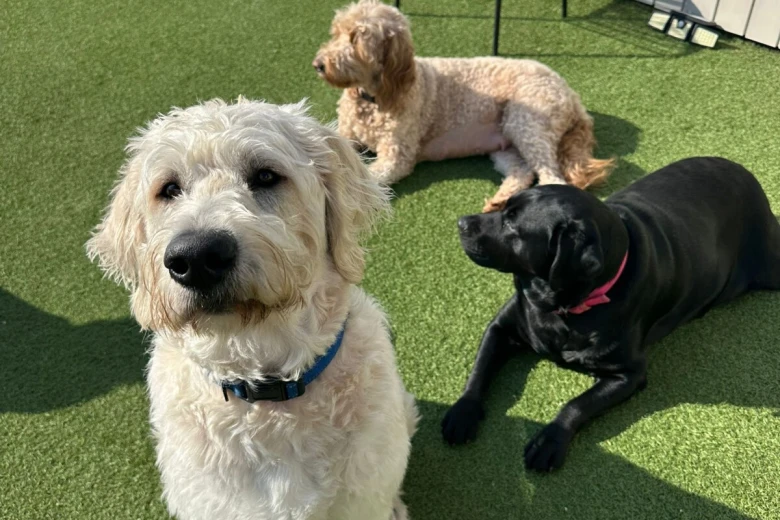 Goldendoodle