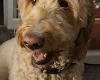 Goldendoodle
