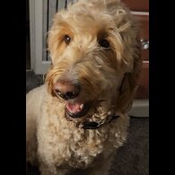 Goldendoodle