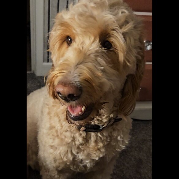 Goldendoodle