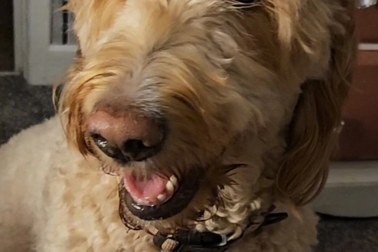Goldendoodle