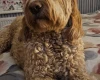Goldendoodle
