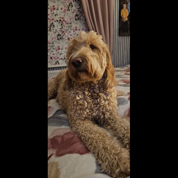 Goldendoodle