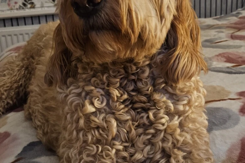 Goldendoodle