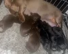 Doxipoo