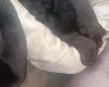 Doxipoo