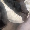 Doxipoo