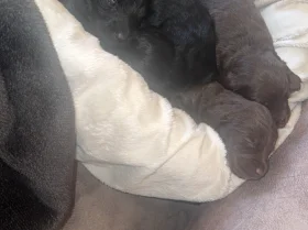 Doxipoo