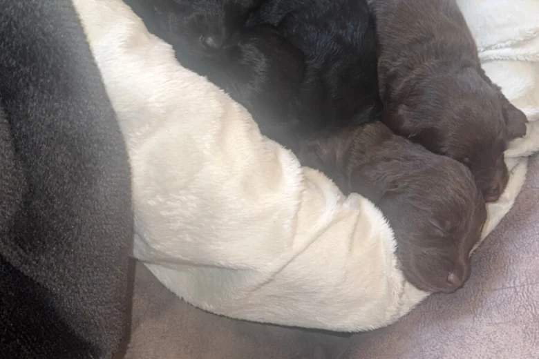 Doxipoo