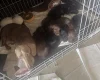 Doxipoo