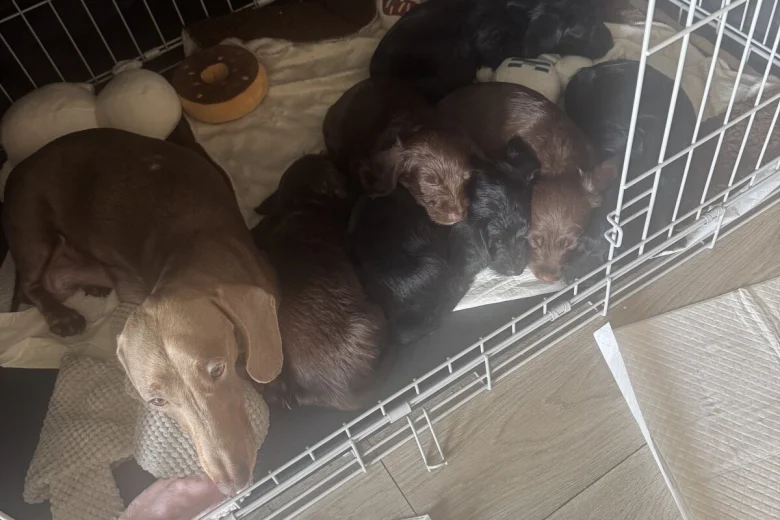 Doxipoo