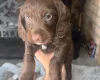 Doxipoo