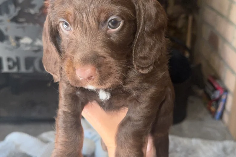 Doxipoo