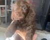 Doxipoo