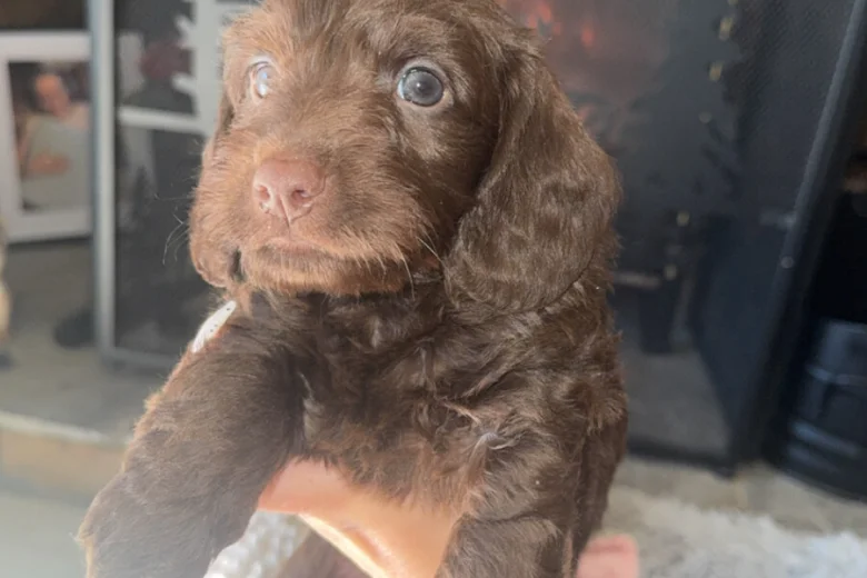 Doxipoo