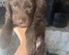 Doxipoo