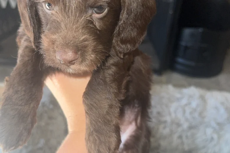 Doxipoo