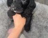 Doxipoo