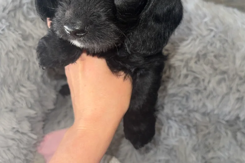 Doxipoo