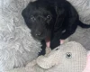 Doxipoo