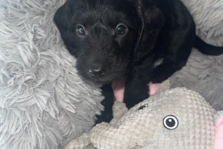 Doxipoo