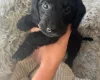 Doxipoo