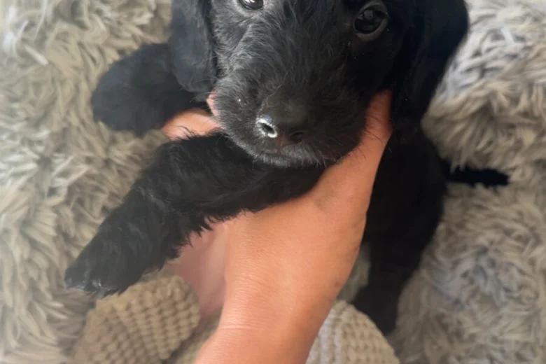 Doxipoo