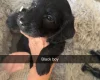Doxipoo