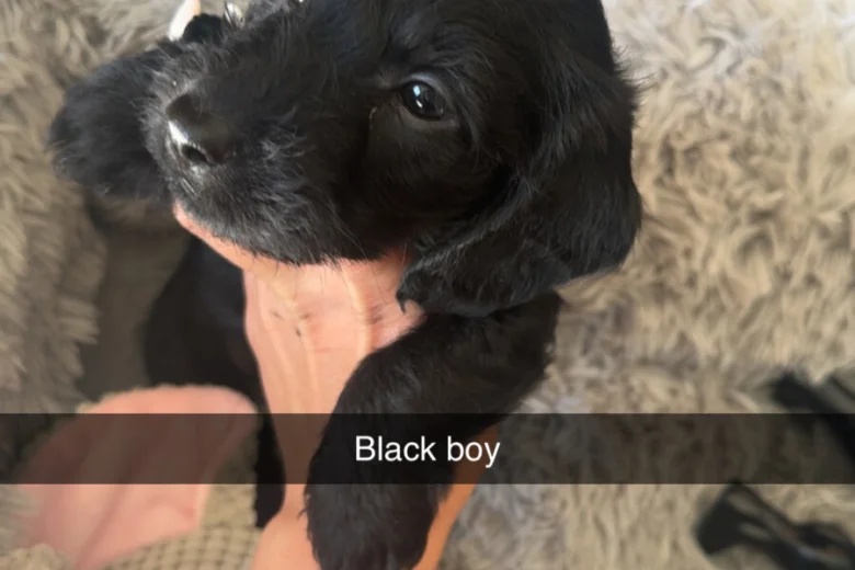 Doxipoo