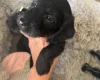 Doxipoo