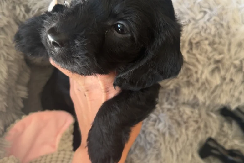 Doxipoo