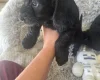 Doxipoo