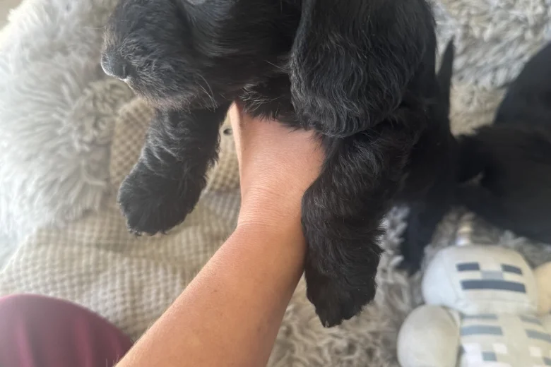 Doxipoo