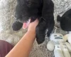 Doxipoo