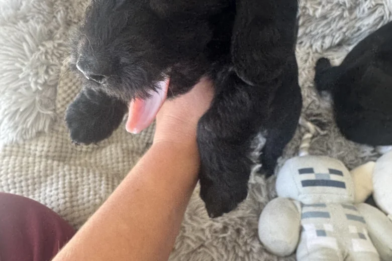 Doxipoo