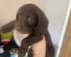 Doxipoo