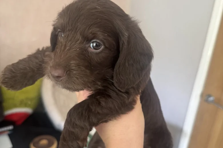 Doxipoo