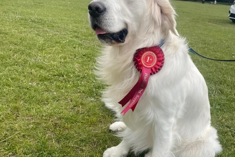 Golden Retriever