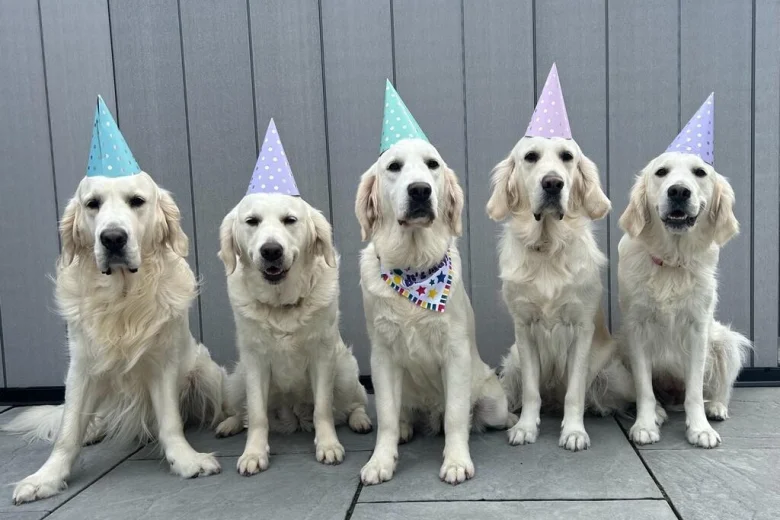 Golden Retriever