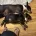 Bull Terrier