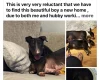 Bull Terrier