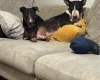Bull Terrier