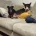 Bull Terrier